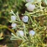 Juniperus horizontalisFlower