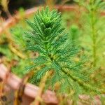 Myriophyllum aquaticum 叶