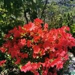 Rhododendron simsii Цвят