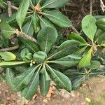 Pittosporum heterophyllum পাতা