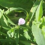 Justicia heterocarpa Bloem