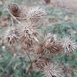 Arctium lappa Плід