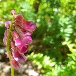 Vicia nigricans Blüte