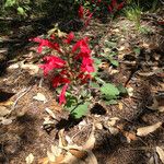 Salvia roemeriana Hábito
