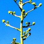 Eryngium pandanifolium