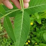 Asclepias purpurascens Leaf