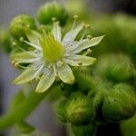 Aeonium tabulaeforme 花