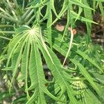 Jatropha multifida Leaf