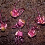 Eperua rubiginosa Hábito