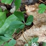 Panax trifolius Folha