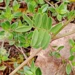 Hippocrepis comosa برگ