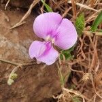 Vigna frutescens Blüte