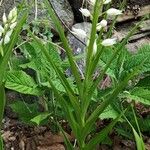 Cephalanthera longifolia Yaprak