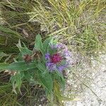 Centaurea montana Blüte