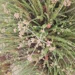 Eriogonum fasciculatum Flower
