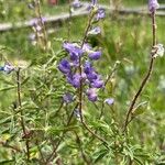 Lupinus argenteus Virág