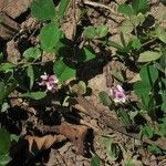 Trifolium amabile Celota