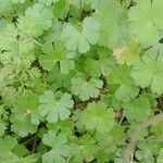 Geranium lucidum List