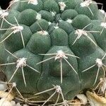 Gymnocalycium capillense Habit