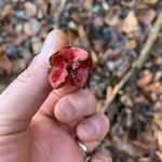 Euonymus latifoliusGyümölcs