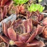 Sempervivum montanumΛουλούδι