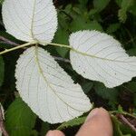 Rubus glaucus Leaf