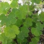 Geranium renardii Leaf