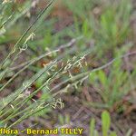 Nardus stricta Други