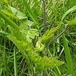 Chaerophyllum temulum Leaf