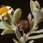 Borrichia arborescens 花