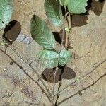 Heisteria densifrons Fruto