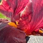 Iris barbatula Blomst