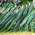 Grammatophyllum speciosum Leaf