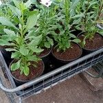 Dimorphotheca jucunda Yaprak