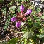 Prunella hastifolia Fula