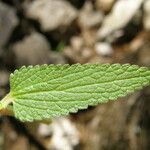 Stachys coccinea Folha