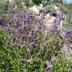 Trichostema lanatum