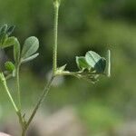 Medicago minima 葉