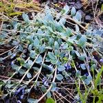 Mertensia maritima Λουλούδι