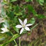 Ornithogalum narbonense Flower