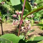 Callicarpa kwangtungensis Flor