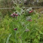 Cynoglossum officinaleFloare