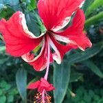 Hibiscus schizopetalus 花