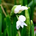 Narcissus papyraceus Květ