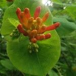 Lonicera ciliosa Flower