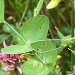 Lathyrus aphaca Lapas