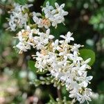 Ligustrum sinense Flor