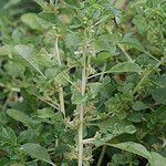 Amaranthus crassipes Характер