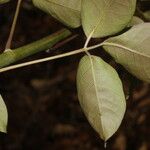 Bursera simaruba Leaf