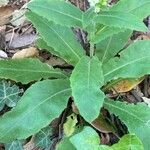 Pseudoturritis turrita Leaf